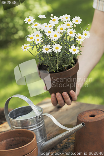 Image of Flowers
