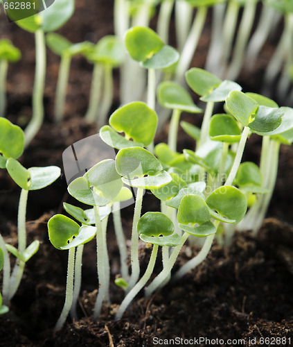 Image of Basil seedlings