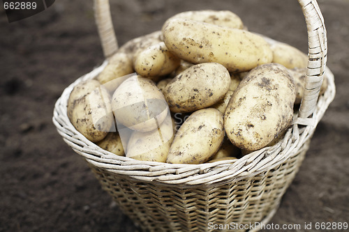 Image of Harvest