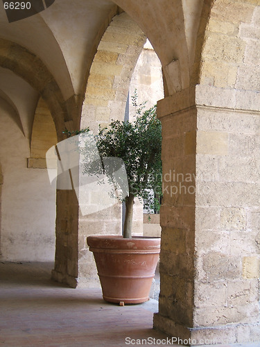 Image of Olive-tree under arch