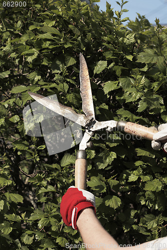 Image of Trimming the hedge