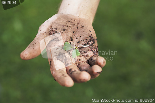 Image of Seedling