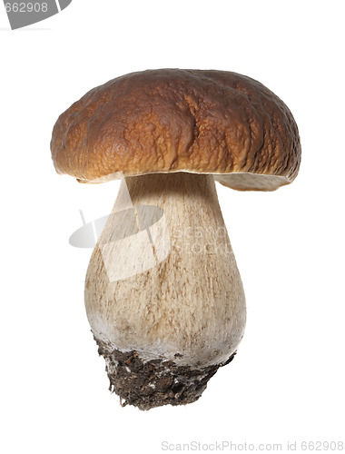 Image of Porcini