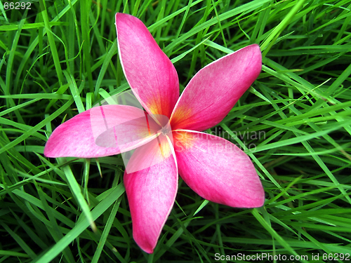 Image of Flower on grass