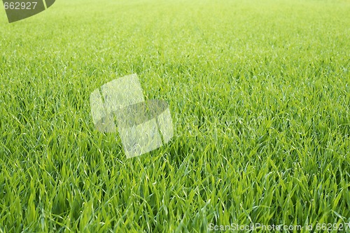 Image of Grassy background