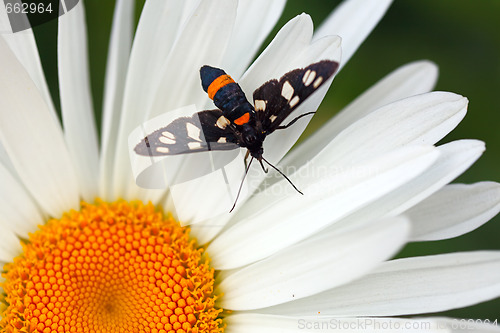 Image of Butterfly on daisy