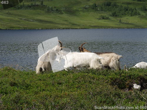 Image of Goats