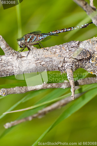 Image of Dragonfly