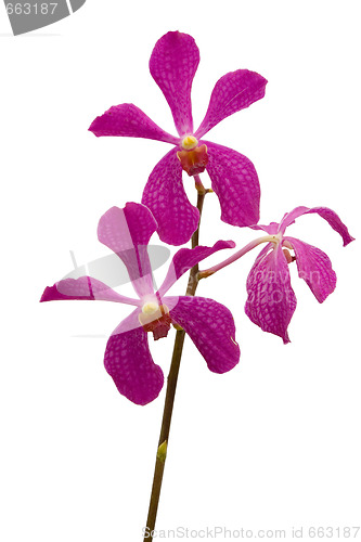 Image of Pink Orchids