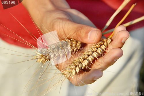 Image of Wheat ears in hand