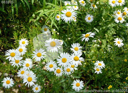 Image of Summer daisy background