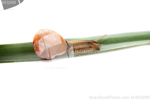 Image of snail