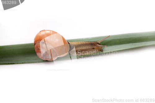 Image of snail