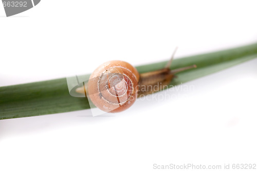 Image of snail