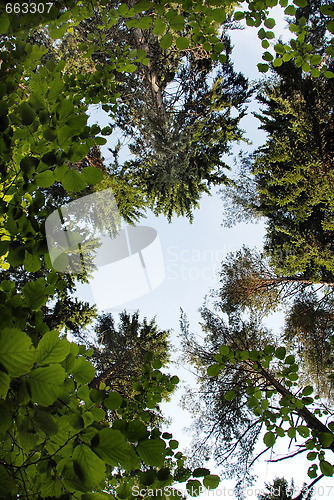 Image of Tree crown frame