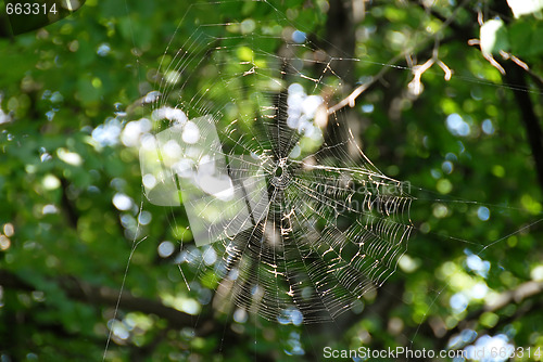 Image of Spider web