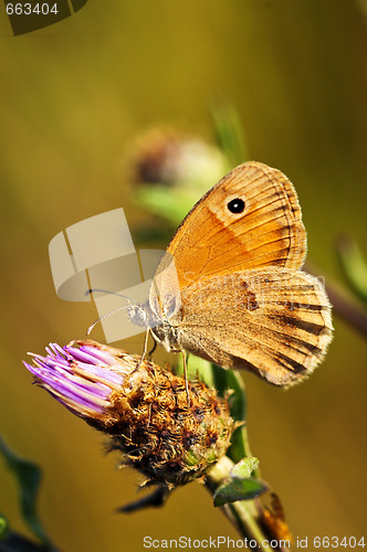 Image of Meadow brown butterfly on Knapweed