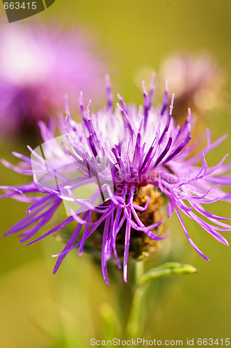 Image of Knapweed flower