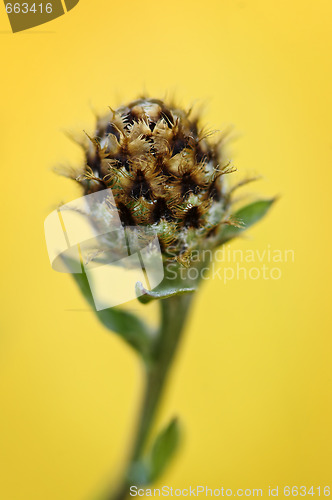 Image of Knapweed plant