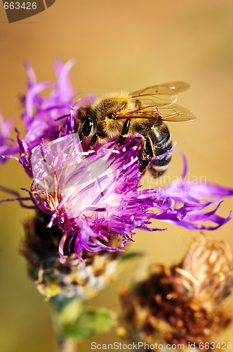 Image of Honey bee on Knapweed