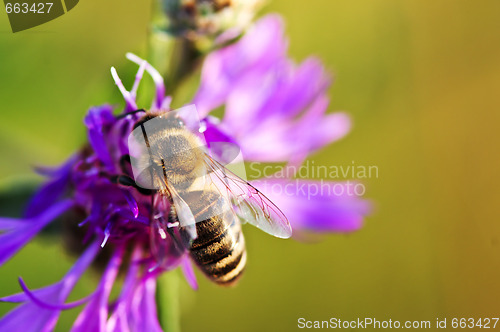 Image of Honey bee on Knapweed