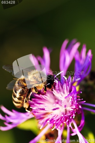 Image of Honey bee on Knapweed