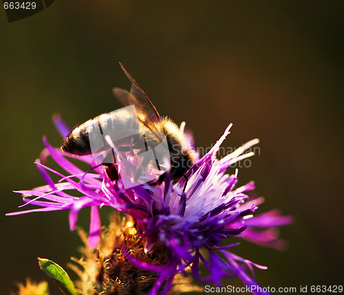 Image of Honey bee on Knapweed