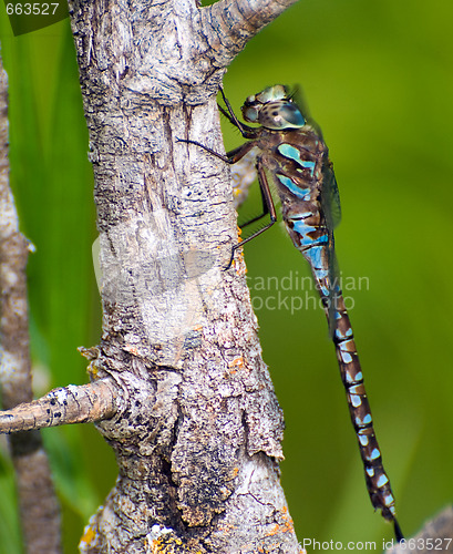 Image of Large Dragonfly