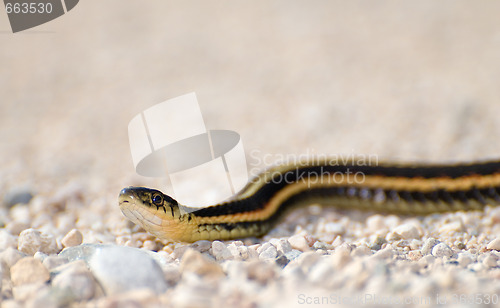 Image of Garter Snake