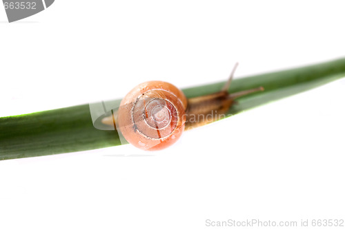 Image of snail