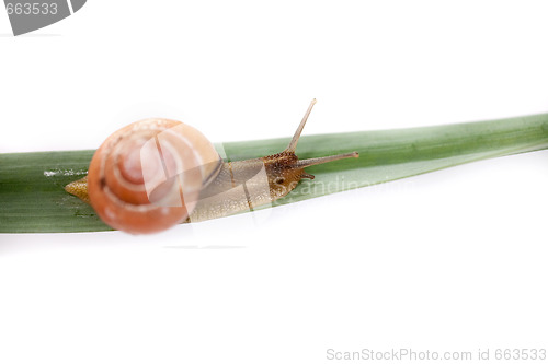 Image of snail