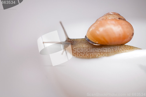 Image of snail