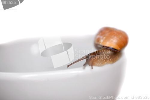 Image of snail