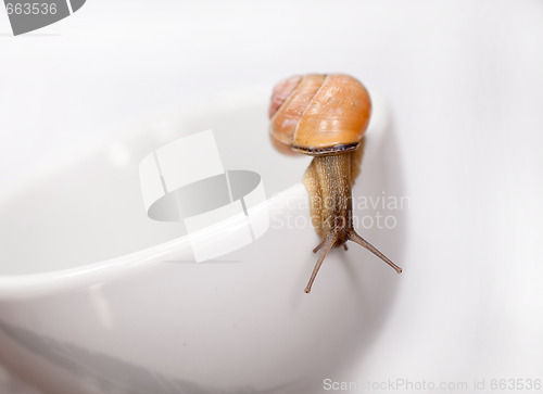 Image of snail