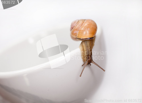 Image of snail