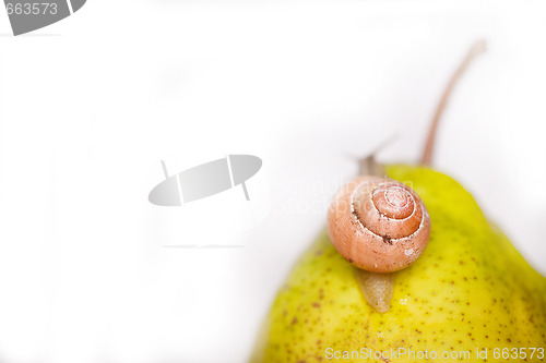 Image of snail