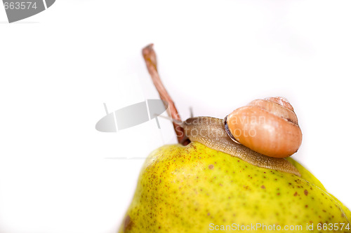 Image of snail