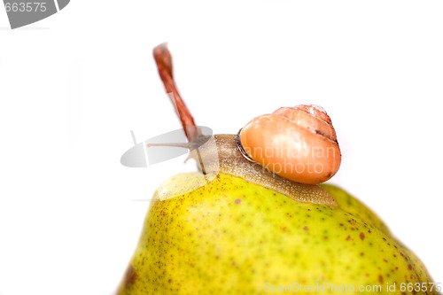 Image of snail