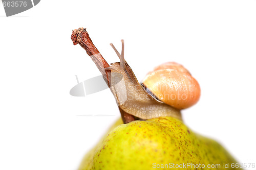 Image of snail