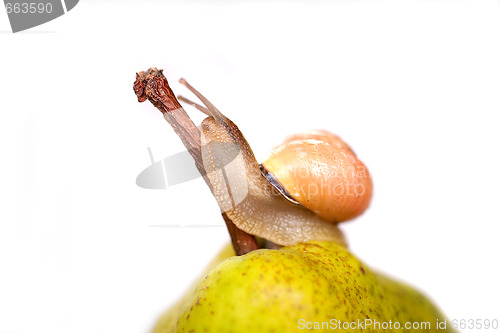 Image of snail