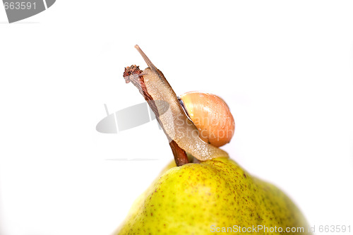 Image of snail