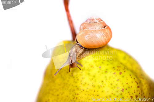 Image of snail