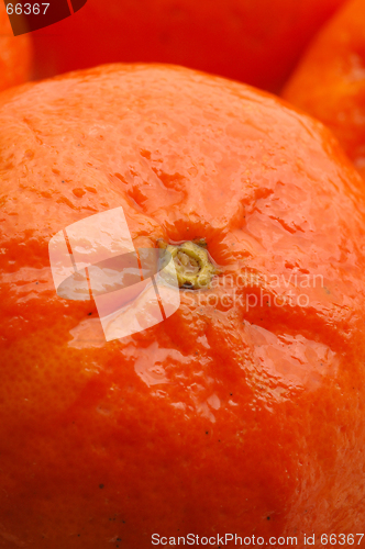 Image of tangerine macro
