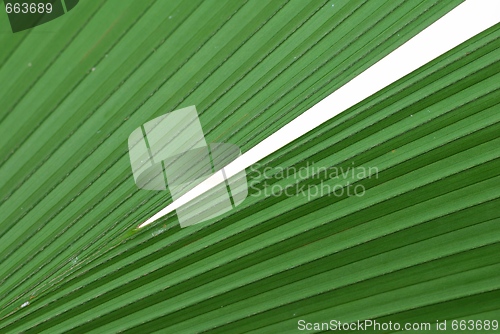 Image of Mega Leaf