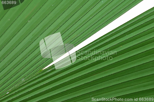 Image of Mega Leaf