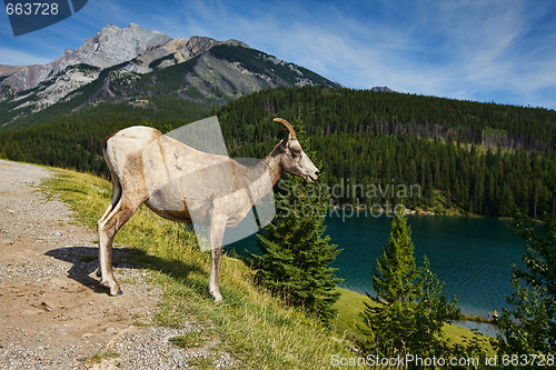 Image of Big horn sheep