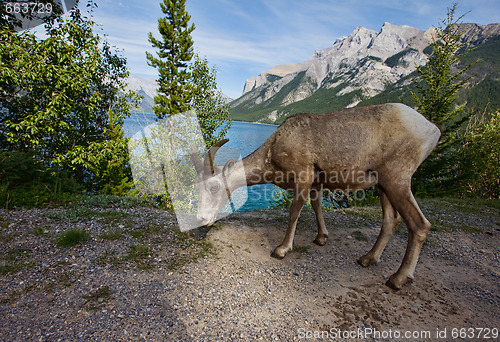 Image of Rocky mountain big horn