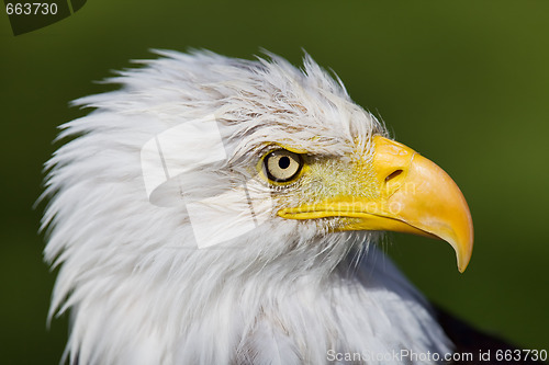 Image of Eagle closeup
