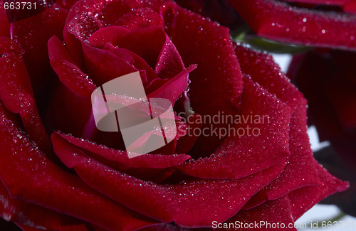 Image of Rose close up