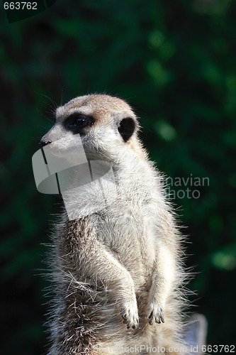 Image of suricate portrait